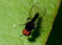 Callomyia speciosa / Ohne deutschen Namen / Plattfer / Tummelfliegen - Platypezidae