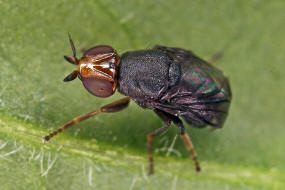 Camarota curvipennis / Krummflgelige Halmfliege / Halmfliegen - Chloropidae