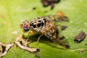 Ceratitis capitata / "Mittelmeerfruchtfliege" / Bohrfliegen - Tephritidae / Ordnung: Zweiflgler - Diptera / Fliegen - Brachycera