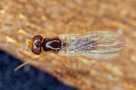 Chamaepsila pectoralis / Ohne deutschen Namen / Nacktfliegen - Psilidae / Ordnung: Zweiflgler - Diptera / Fliegen - Brachycera