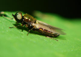 Chloromyia formosa / Ohne deutschen Namen (Mnnchen) / Waffenfliegen - Stratiomyidae