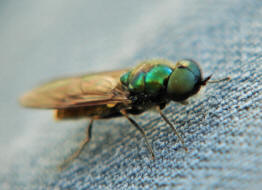 Chloromyia formosa / Ohne deutschen Namen (Mnnchen) / Waffenfliegen - Stratiomyidae