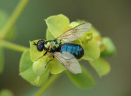 Chloromyia formosa / Ohne deutschen Namen (Weibchen) / Waffenfliegen - Stratiomyidae