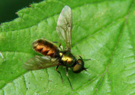 Chloromyia formosa / Ohne deutschen Namen (Mnnchen) / Waffenfliegen - Stratiomyidae