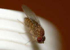 Drosophila repleta / Ohne deutschen Namen / Fruchtfliegen - Drosophilidae - Drosophilinae / Ordnung: Zweiflgler - Diptera