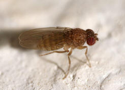 Drosophila repleta / Ohne deutschen Namen / Fruchtfliegen - Drosophilidae - Drosophilinae / Ordnung: Zweiflgler - Diptera