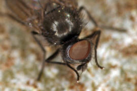 Earomyia lonchaeoides / Ohne deutschen Namen / Lonchaeidae / Ordnung: Diptera - Zweiflgler / Brachycera - Fliegen