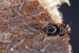 Elachiptera cornuta / Ohne deutschen Namen / Halmfliegen - Chloropidae / Ordnung: Zweiflgler - Diptera - Brachycera
