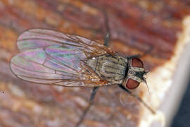 Fannia canicularis / Kleine Stubenfliege / Familie: Fanniidae / Ordnung: Diptera - Zweiflgler