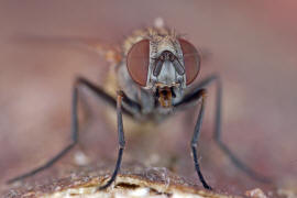 Fannia canicularis / Kleine Stubenfliege / Familie: Fanniidae / Ordnung: Diptera - Zweiflgler