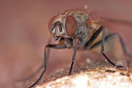 Fannia canicularis / Kleine Stubenfliege / Familie: Fanniidae / Ordnung: Diptera - Zweiflgler