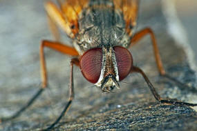 Fannia lustrator / Ohne deutschen Namen / Fanniidae / Brachycera - Fliegen / Ordnung: Diptera - Zweiflgler