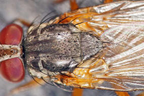 Fannia lustrator / Ohne deutschen Namen / Fanniidae / Brachycera - Fliegen / Ordnung: Diptera - Zweiflgler