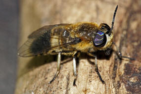 Heptatoma pellucens / Purpurringbremse / Bremsen - Tabanidae Ordnung: Zweiflgler - Diptera / Fliegen - Brachycera