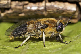 Heptatoma pellucens / Purpurringbremse / Bremsen - Tabanidae Ordnung: Zweiflgler - Diptera / Fliegen - Brachycera