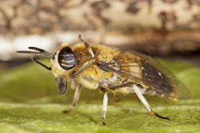 Heptatoma pellucens / Purpurringbremse / Bremsen - Tabanidae Ordnung: Zweiflgler - Diptera / Fliegen - Brachycera