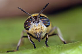 Heptatoma pellucens / Purpurringbremse / Bremsen - Tabanidae Ordnung: Zweiflgler - Diptera / Fliegen - Brachycera