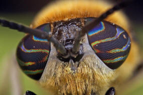 Heptatoma pellucens / Purpurringbremse / Bremsen - Tabanidae Ordnung: Zweiflgler - Diptera / Fliegen - Brachycera