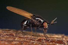 Lauxania minor / Ohne deutschen Namen / Faul- / Polierfliegen - Lauxaniidae