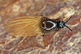 Lauxania minor / Ohne deutschen Namen / Faul- / Polierfliegen - Lauxaniidae