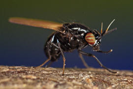 Lauxania minor / Ohne deutschen Namen / Faul- / Polierfliegen - Lauxaniidae