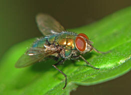 Lucilia spec. / Goldfliegen / Schmeifliegen - Calliphoridae / Ordnung: Zweiflgler - Diptera / Fliegen - Brachycera