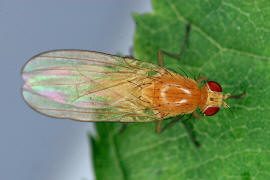 Meiosimyza rorida / Ohne deutschen Namen / Faul- / Polierfliegen - Lauxaniidae