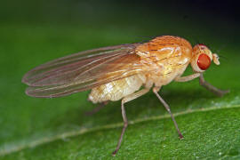 Meiosimyza rorida / Ohne deutschen Namen / Faul- / Polierfliegen - Lauxaniidae