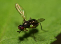 Nemopoda nitidula / Kein deutscher Name / Zweiflgler - Diptera - Sepsidae - Schwingfliegen