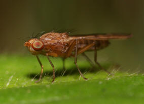 Opomyza florum / Ohne deutschen Namen ("Gelbe Getreidefliege") / Saftfliegen - Opomyzidae (auch Grasfliegen oder Wiesenfliegen genannt)