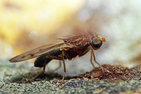 Opomyza florum / Ohne deutschen Namen ("Gelbe Getreidefliege") / Saftfliegen - Opomyzidae (auch Grasfliegen oder Wiesenfliegen genannt)