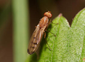 Opomyza florum / Ohne deutschen Namen ("Gelbe Getreidefliege") / Saftfliegen - Opomyzidae (auch Grasfliegen oder Wiesenfliegen genannt)