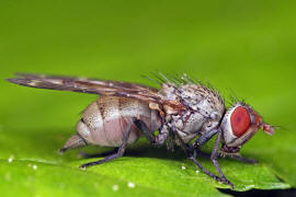 Otites guttata / Schmuckfliege / Schmuckfliegen - Ulidiidae (= Otitidae) / Ordnung: Zweiflgler - Diptera / Fliegen - Brachycera