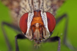 Otites guttata / Schmuckfliege / Schmuckfliegen - Ulidiidae (= Otitidae) / Ordnung: Zweiflgler - Diptera / Fliegen - Brachycera