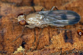 Paraclusia tigrina / Ohne deutschen Namen / Clusiidae / Ordnung: Zweiflgler - Diptera