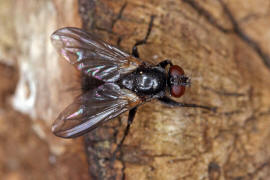 Paykullia maculata / Ohne deutschen Namen / Asselfliegen - Rhinophoridae / Ordnung: Zweiflgler - Diptera