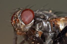 Paykullia maculata / Ohne deutschen Namen / Asselfliegen - Rhinophoridae / Ordnung: Zweiflgler - Diptera