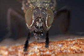 Platystoma seminationis / Ohne deutschen Namen / Breitmundfliegen - Platystomatidae / Ordnung: Zweiflgler - Diptera / Fliegen - Brachycera