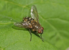 Pollenia spec. / Calliphoridae - "Schmeifliegen"