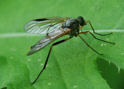 Rhagio vitripennis / Schwarzfige Schnepfenfliege / Schnepfenfliegen - Rhagionidae / Ordnung: Diptera - Zweiflgler / Brachycera - Fliegen