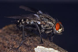 Sarcophaga spec. / Fleischfliege (Paarung) / Fleischfliegen - Sarcophagidae / Ordnung: Zweiflgler - Diptera / Fliegen - Brachycera