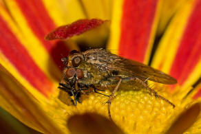 Scathophaga stercoraria / Gelbe Dungfliege / Dungfliegen - Scathophagidae / Ordnung: Zweiflgler - Diptera / Fliegen - Brachycera
