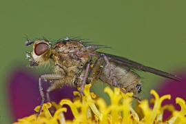 Scathophaga stercoraria / Gelbe Dungfliege / Dungfliegen - Scathophagidae / Ordnung: Zweiflgler - Diptera / Fliegen - Brachycera