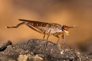 Sepedon spinipes (Scopoli, 1763) / Hornfliegen - Sciomyzidae / Diptera - Zweiflgler