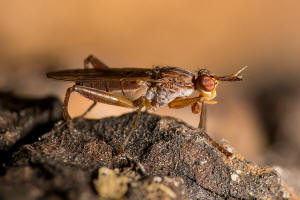 Sepedon spinipes (Scopoli, 1763) / Hornfliegen - Sciomyzidae / Diptera - Zweiflgler