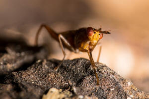 Sepedon spinipes (Scopoli, 1763) / Hornfliegen - Sciomyzidae / Diptera - Zweiflgler