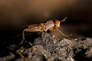 Sepedon spinipes (Scopoli, 1763) / Hornfliegen - Sciomyzidae / Diptera - Zweiflgler