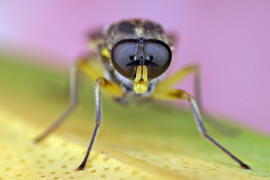Solva marginata / Blasse Holz-Waffenfliege / Holz-Waffenfliegen - Xylomyidae / Ordnung: Zweiflgler - Diptera