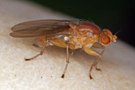 Suillia bicolor / Kein deutscher Name / Scheufliegen - Heleomyzidae