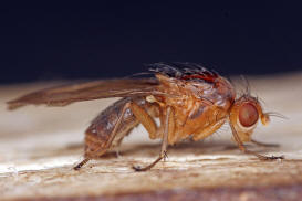 Suillia pallida / Ohne deutschen Namen / Scheufliegen - Heleomyzidae